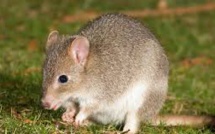 Un rongeur australien est peut-être le premier mammifère disparu à cause du réchauffement global
