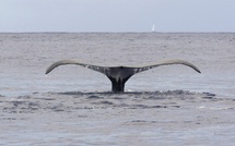 Au fond de l'océan Indien, un stupéfiant cimetière de baleines