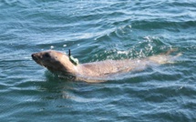 Arcachon: le phoque "You" revient sur le bassin