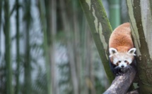 Pandas roux proposent colocation avec loutres: les enclos mixtes gagnent du terrain dans les zoos