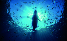 ​Les océans mondiaux ont atteint un pic de chaleur en juin