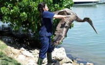 A Miami, au chevet des pélicans et des animaux exotiques
