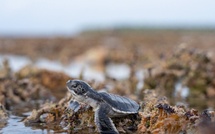 Une année record à Tetiaroa pour les bébés tortues