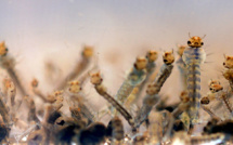 Découverte d'anticorps capables de "neutraliser" le virus Zika et la dengue