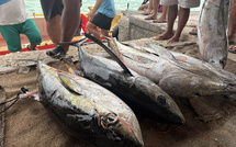 Une pêche au pōito réussie à Hao