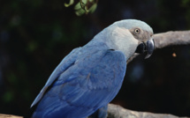 Brésil : un petit perroquet bleu vu dans la nature, plus de 15 ans après sa disparition