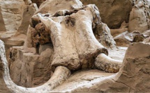 Un mammouth vieux de 14.000 ans sort de terre au Mexique