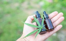 Cannabis thérapeutique : le “top départ” attendra encore