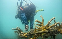 El Niño: un "effondrement" de l'écosystème de la Grande Barrière de corail redouté