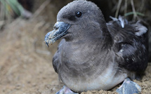 Le 12 août, on éteint les lumières pour les oiseaux
