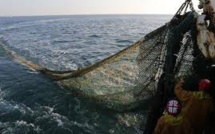 L'UE interdit la pêche en eaux profondes à plus de 800 m
