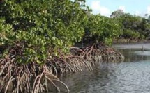 La mangrove, un piège à carbone aux potentiels encore méconnus