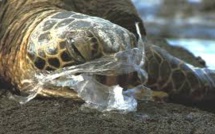 Les tortues, dauphins ou oiseaux, premières victimes des sacs plastiques jetables