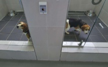 Médor, c'est pour toujours grâce à une clinique sud-coréenne de clonage