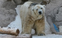 Argentine : décès d'Arturo, dernier ours polaire en captivité