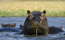 Des hippopotames, insolite héritage du capo Pablo Escobar en Colombie