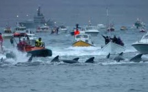 Iles Féroé : ouverture de la chasse controversée au dauphin pilote