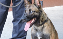 Jipsy, une nouvelle recrue très spéciale pour la DSP