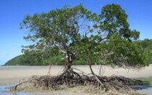 La mangrove victime du réchauffement en Australie