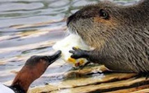 Ragondin, tortue de Floride, jacinthe d'eau : l'UE à la chasse aux espèces invasives