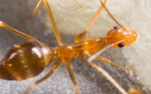 Fourmis introduites : il est trop tard pour l’éradication