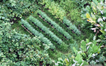 A Nuutania, un trafic de drogue mené en famille :  "on se croirait en Sicile !"