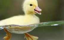 Le caneton est plus intelligent juste après éclosion qu'imaginé