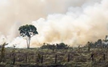 La perte de biodiversité menace les écosystèmes de la planète