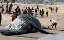 Argentine : une baleine échouée, puis secourue, puis retrouvée morte