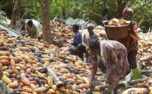 En Côte d'Ivoire, des chenilles dévastent des milliers d'hectares de cacao