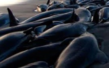 Chili: nouvel échouage massif de baleines dans le sud