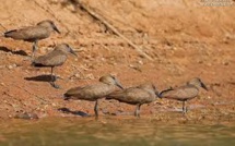 Partenariat rare entre des oiseaux sauvages et les humains pour trouver de la nourriture