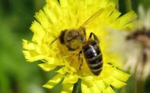 Biodiversité: les députés LR saisisssent le Conseil constitutionnel