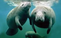 Singapour envoie deux lamantins en Guadeloupe pour le repeuplement de l'espèce