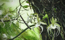 En Floride, des scientifiques veulent sauver les orchidées fantômes