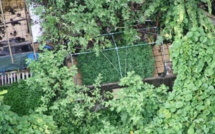 Douze mois de prison pour trafic de paka en provenance de Huahine