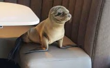 Une Australienne retrouve une otarie dans les toilettes d'un cimetière