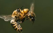 Les pesticides néonicotinoïdes altèrent le sperme des abeilles mâles