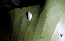 Les bains de soleil : secret de survie pour escargots tahitiens