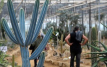 En Bretagne, les cactus s'épanouissent... comme au Mexique