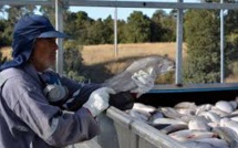 Le saumon chilien veut s'alléger en antiobiotiques