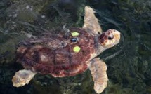 À Fréjus, une tortue marine vient pondre au milieu des touristes