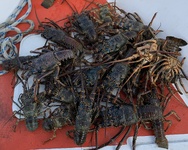 Saisie de langoustes dans la zone protégée de Mataiea Saisie de langoustes dans la zone protégée de Mataiea