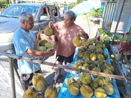 Les durians, “une bénédiction” à Papeari Les durians, “une bénédiction” à Papeari