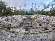 Aux Tuamotu, les maite reprennent racine