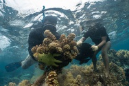 ​Les algues, de la mer à la terre