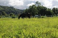 Le domaine de Mataiea.