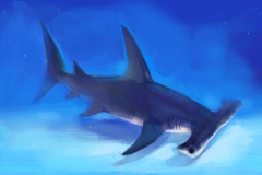 Grand requin marteau