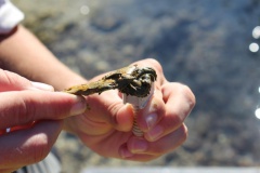 Jardinage dans le lagon de Punaauia 3