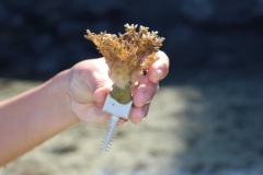 Jardinage dans le lagon de Punaauia 4